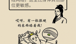 尿道 漫画,揭秘人体奥秘的趣味之旅